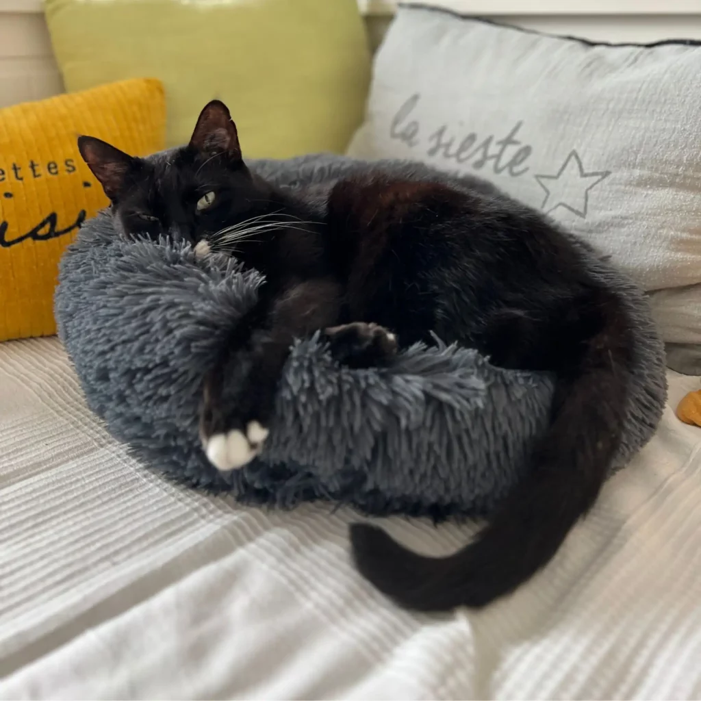 Pourquoi les chats ronronnent-ils ?