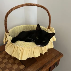 Le ronronnement du chat : une thérapie naturelle