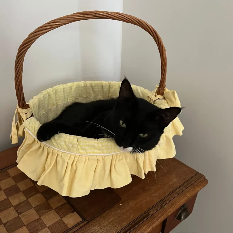 Le ronronnement du chat : une thérapie naturelle
